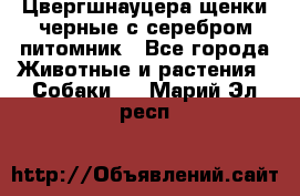 Цвергшнауцера щенки черные с серебром питомник - Все города Животные и растения » Собаки   . Марий Эл респ.
